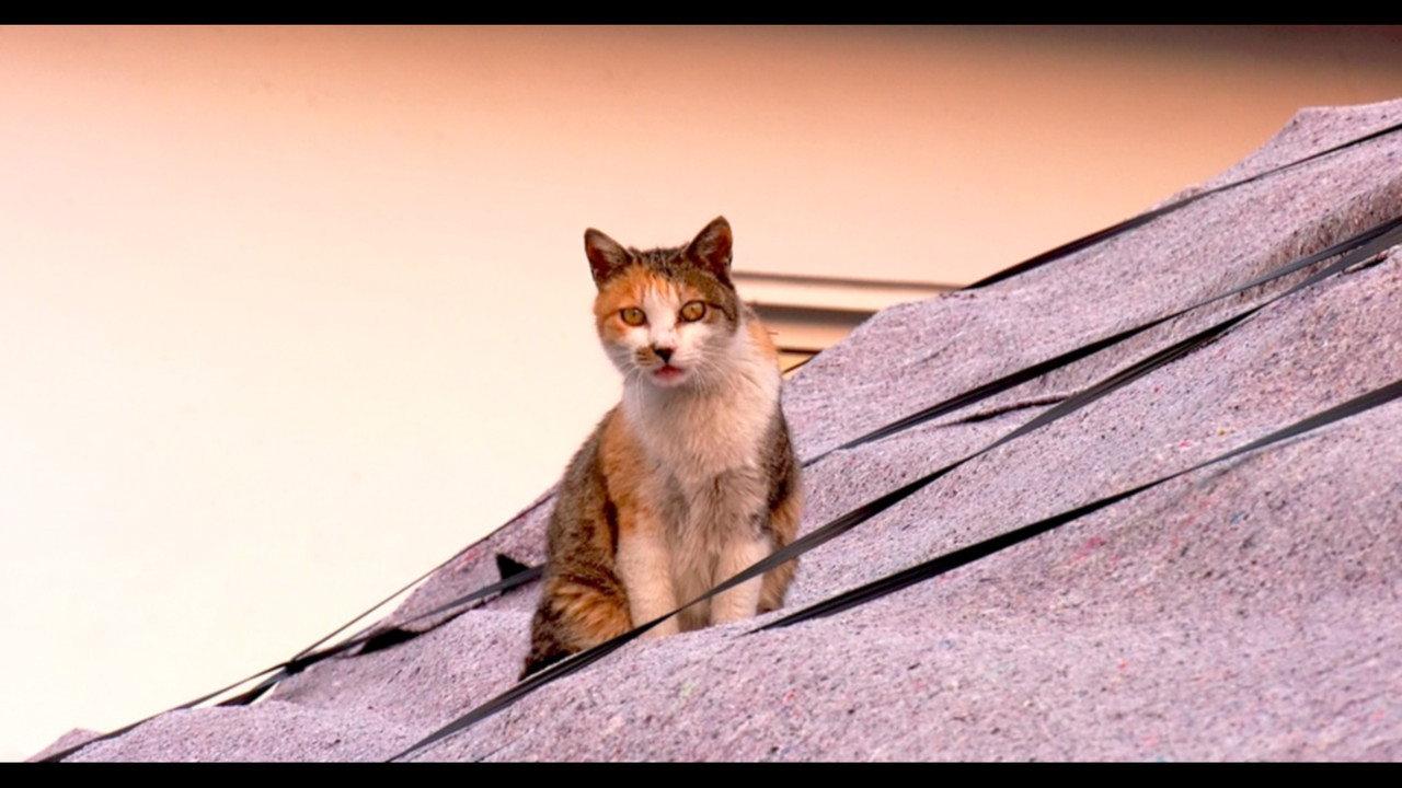 Our Cat backdrop