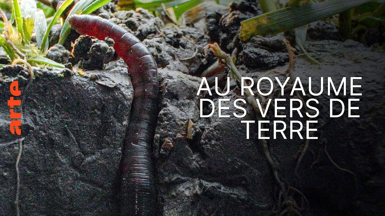 Au royaume des vers de terre : La vie du sol dévoilée backdrop