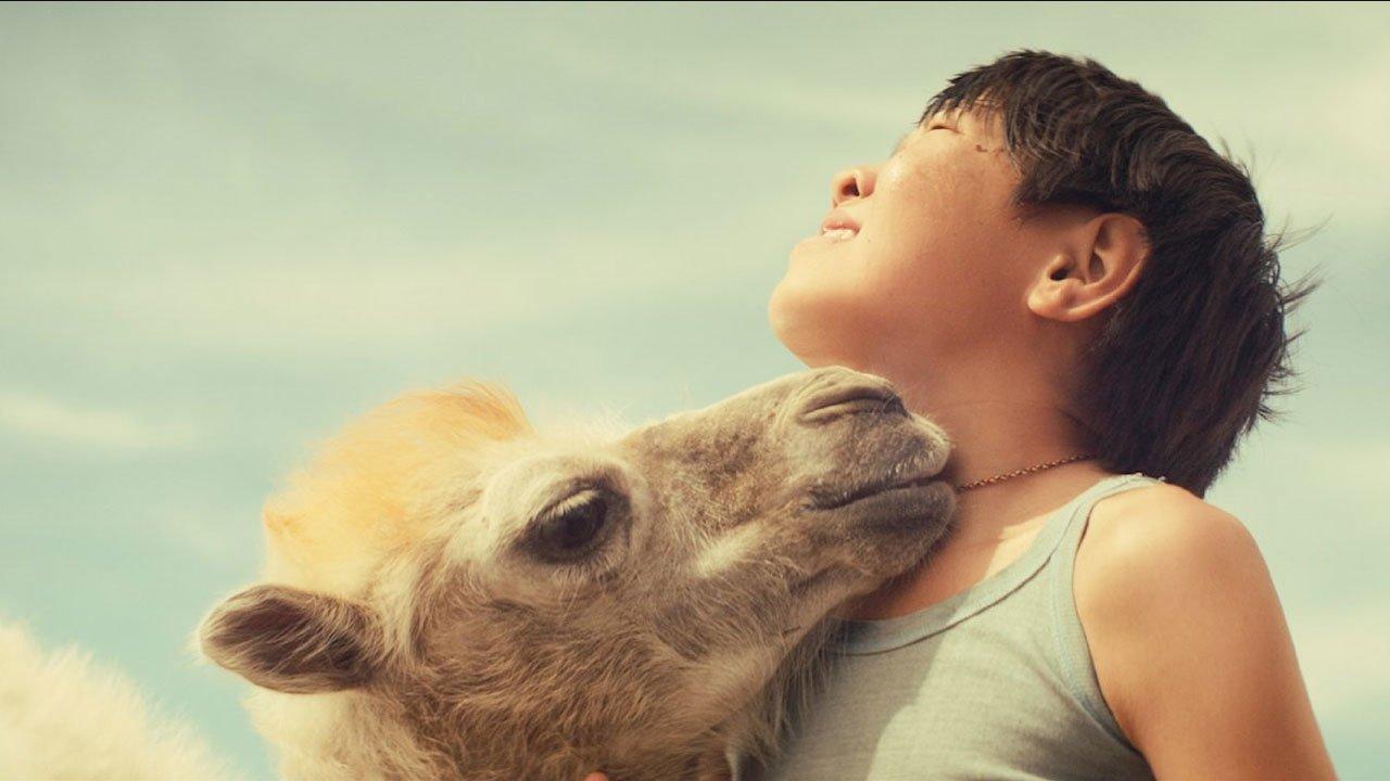 Celestial Camel backdrop