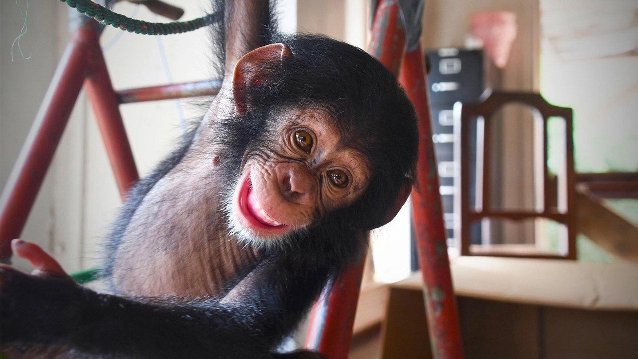 Baby Chimp Rescue backdrop