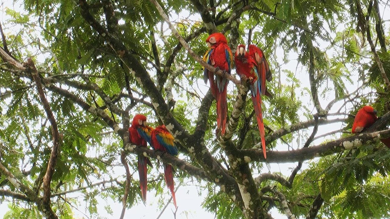 World Natural Heritage Costa Rica: Guanacaste National Park backdrop
