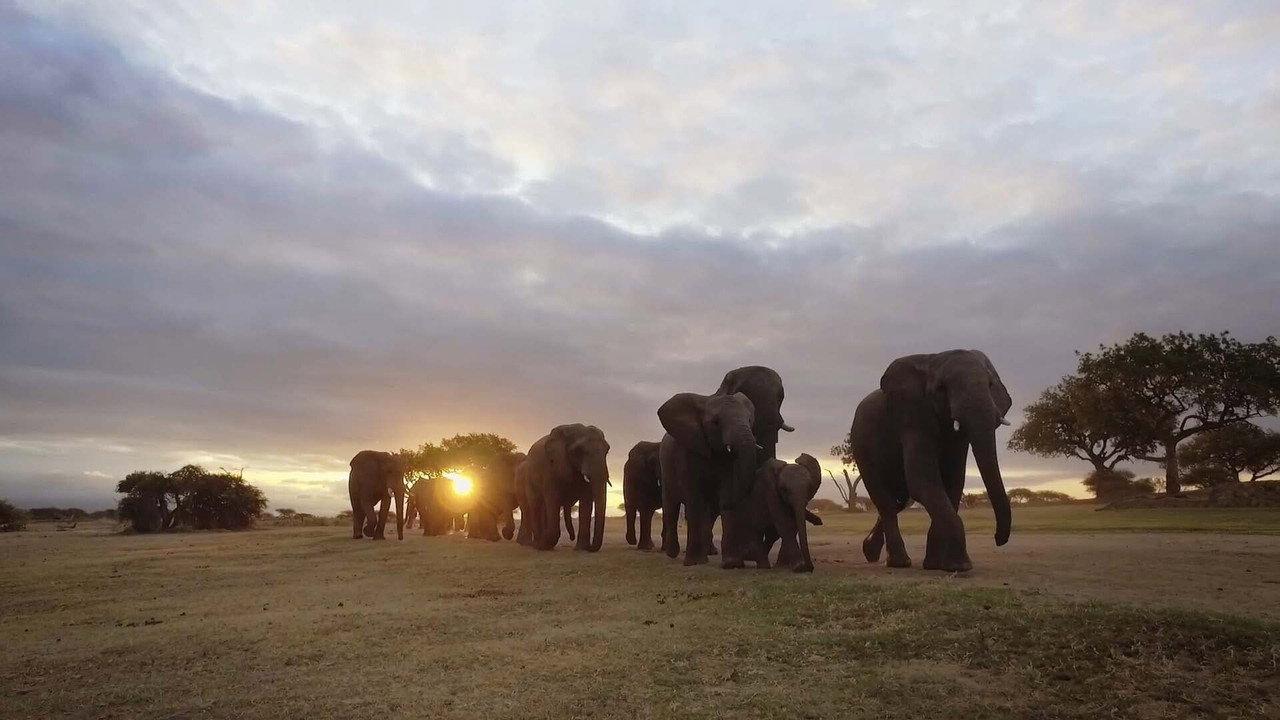 Diary of an Elephant Orphan backdrop