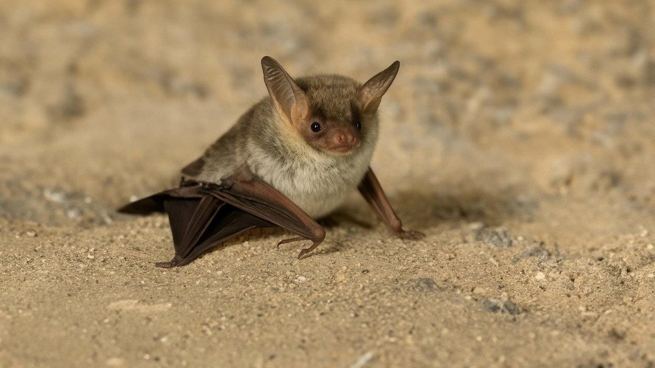The Secret Life of Bats backdrop