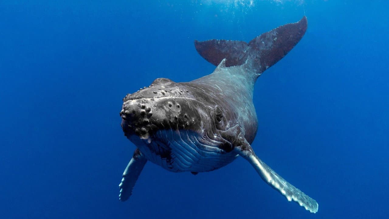 The Witness is a Whale backdrop