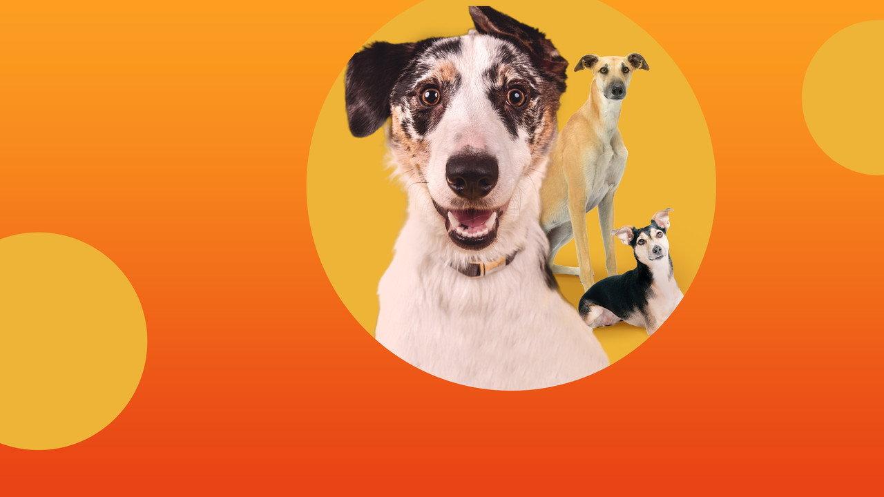 The Dog House Australia backdrop