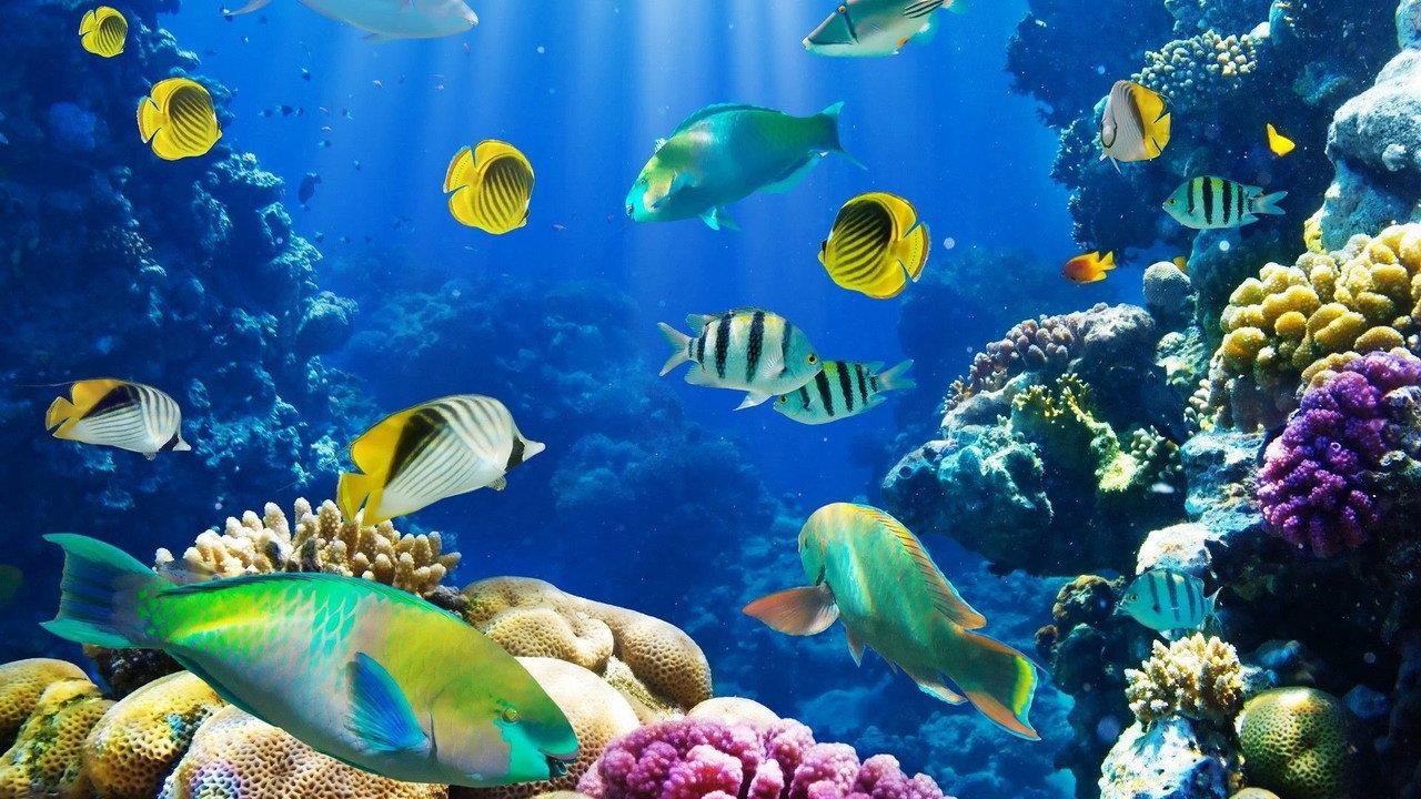 Fish School 2 backdrop