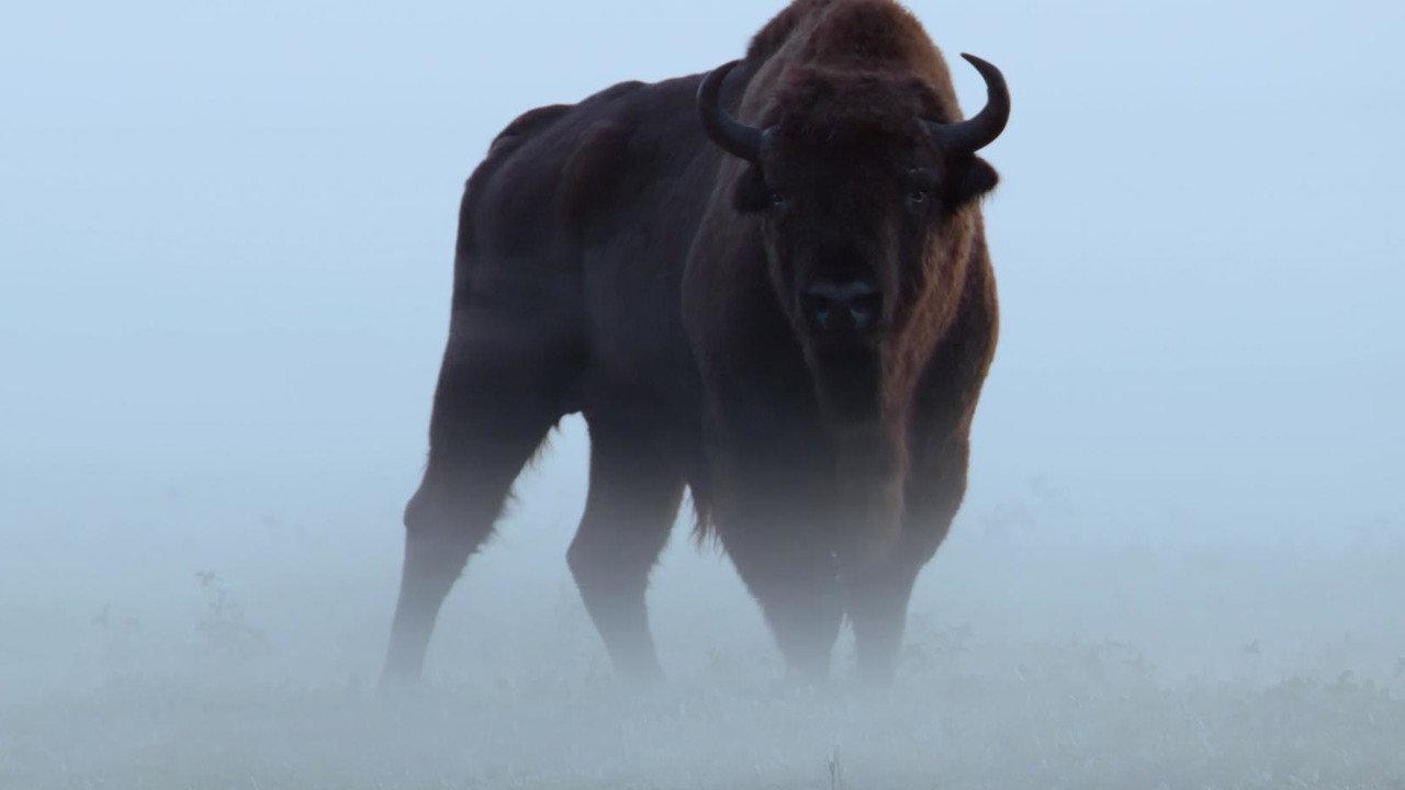 Le Bison d'Europe, colosse de la forêt backdrop
