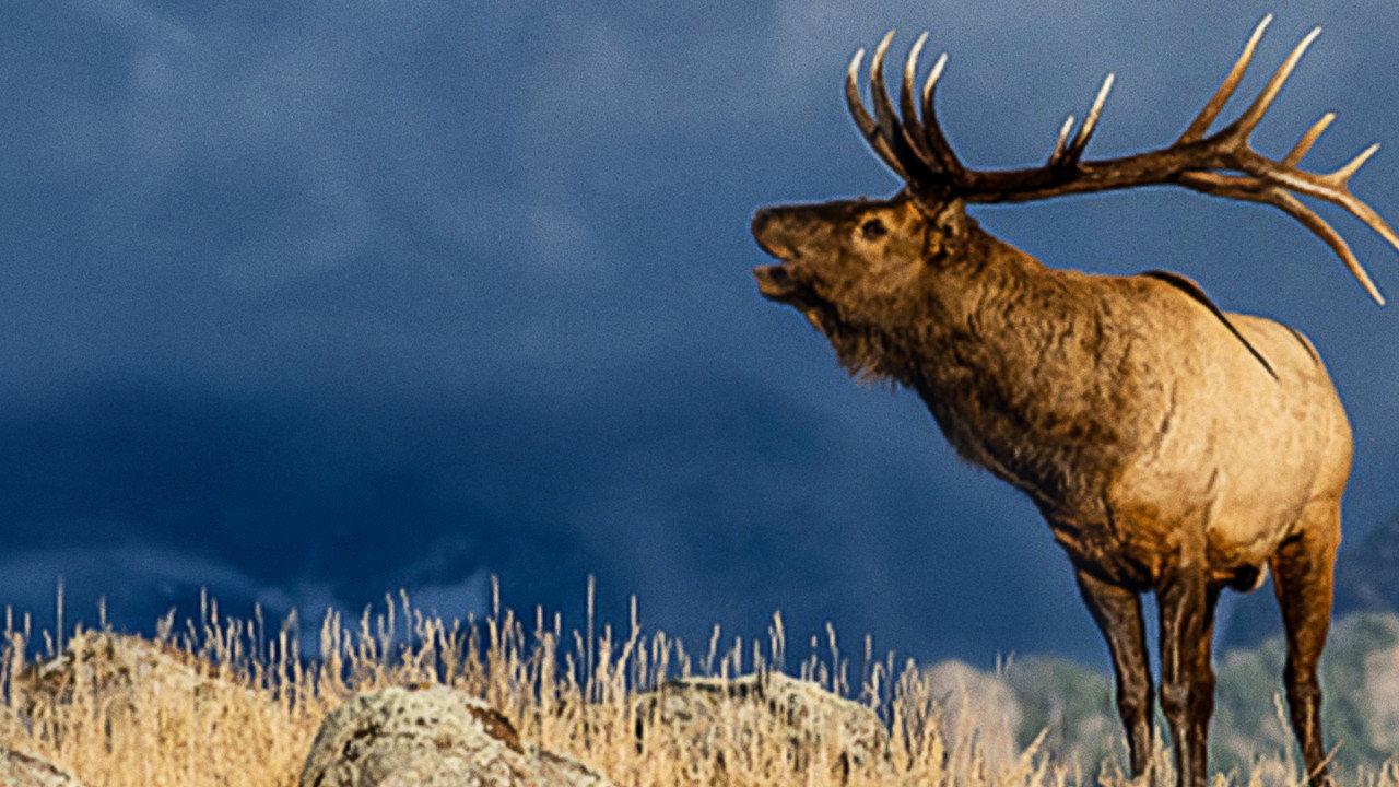 The Olympic Elk backdrop