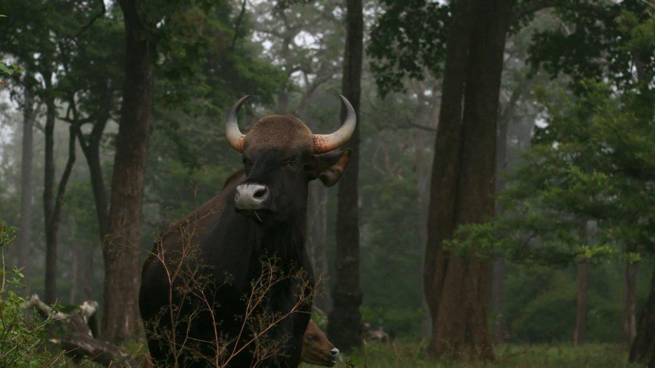 Wild Karnataka backdrop