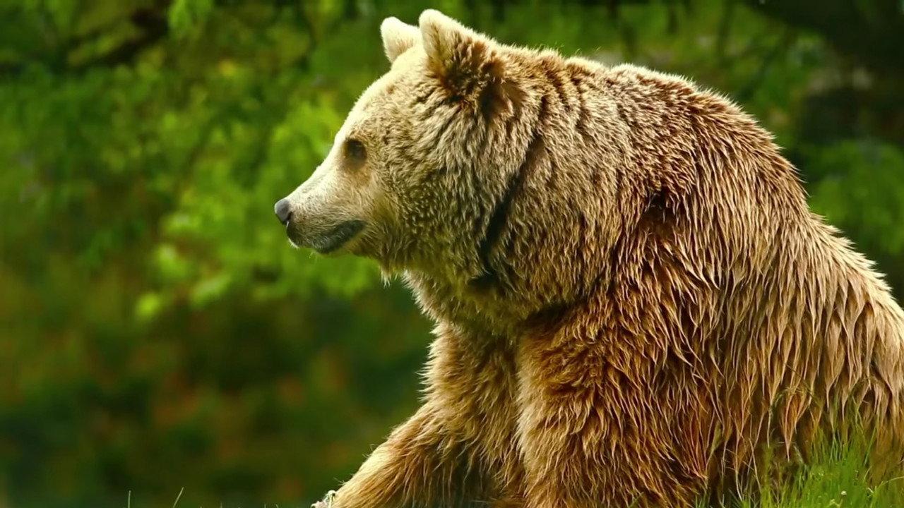 Unedited Footage of a Bear backdrop