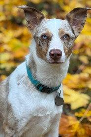 Copper profile photo