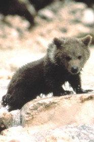 Douce the Bear profile photo
