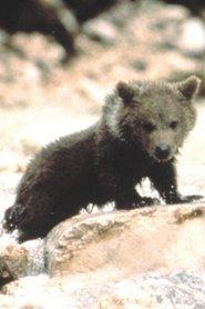 Douce the Bear profile photo