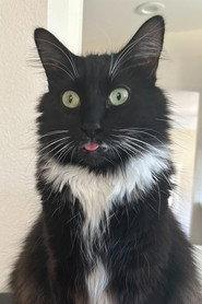 Paws profile photo