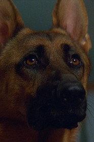 Primo the Dog profile photo