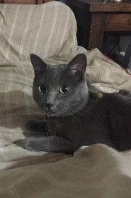 Cocteau profile photo