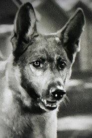 Grey Shadow profile photo