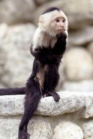 Binx the Monkey profile photo