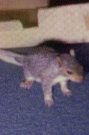 Willie the Squirrel profile photo