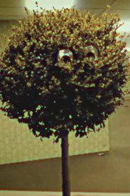 Bosso Magnol profile photo