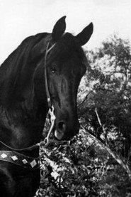 Black Jack profile photo