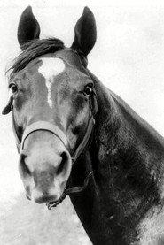 Man o' War profile photo