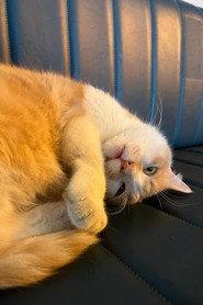 Osman The Cat profile photo