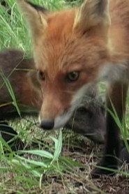 Ghost the Fox’s Playmate profile photo