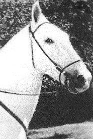 Silver King the Horse profile photo