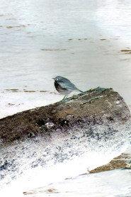Hermit Thrush profile photo