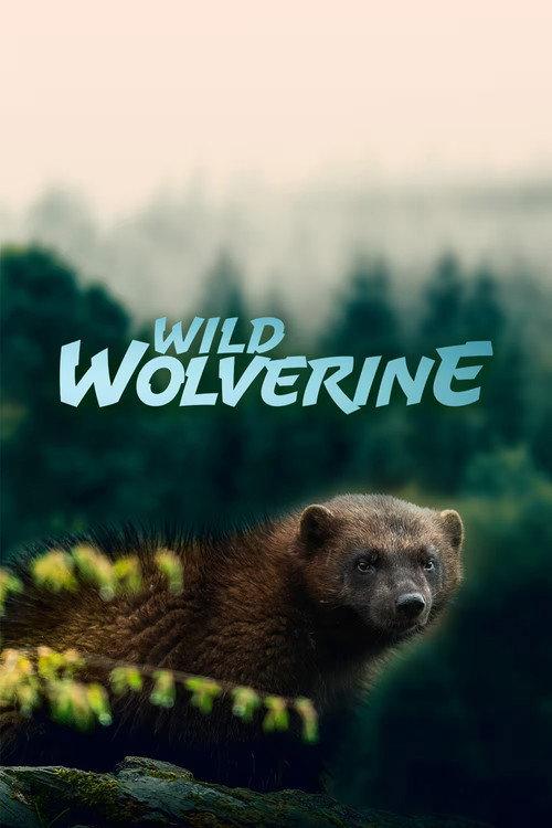 Wild Wolverine backdrop