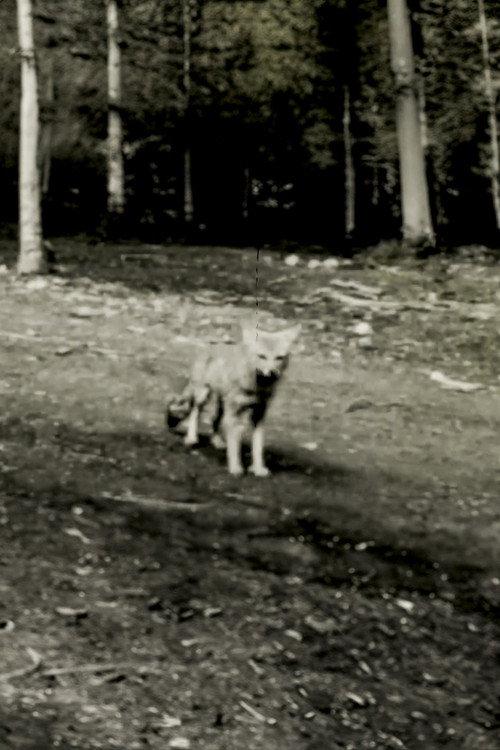Last shot of the Argentine Grey Fox backdrop