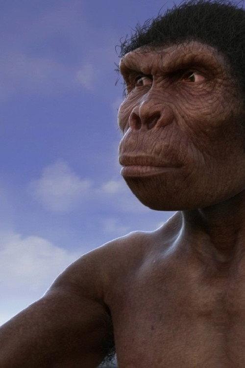 Evolution from ape to man backdrop