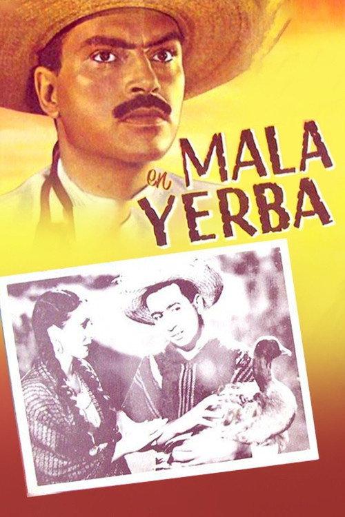 Mala yerba backdrop