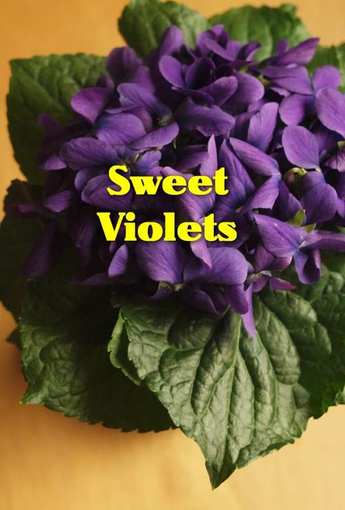 Sweet Violets backdrop