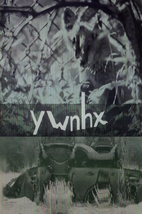 ywnhx backdrop