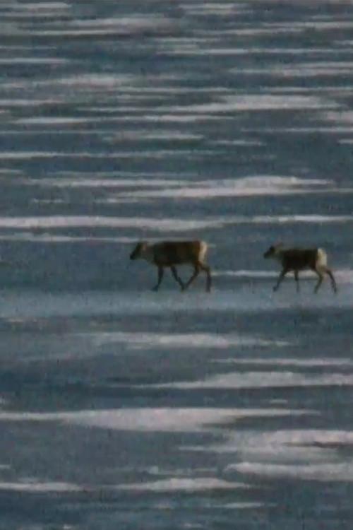 Caribou in the Archive backdrop