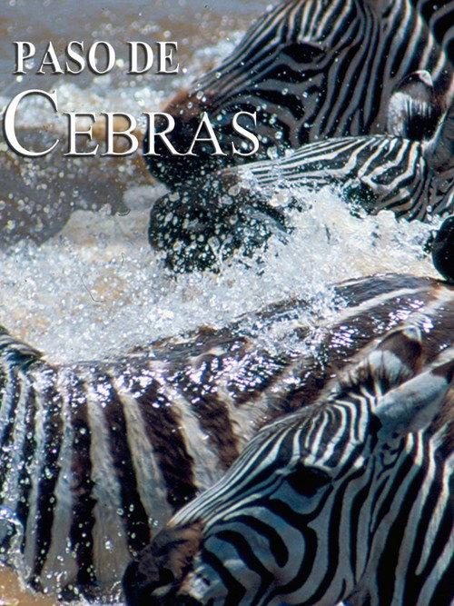 Zebras on the move backdrop