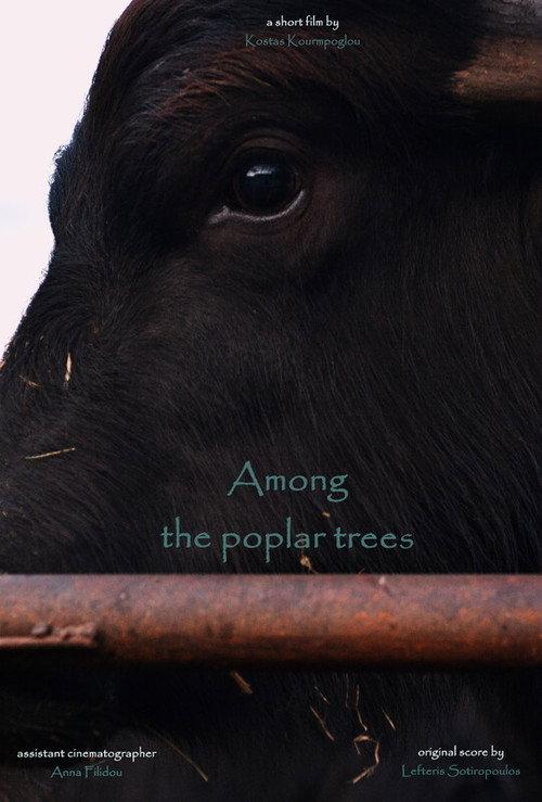 Among the poplar trees backdrop