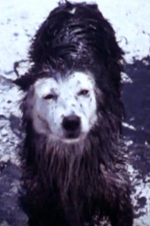 Harry the Dirty Dog backdrop