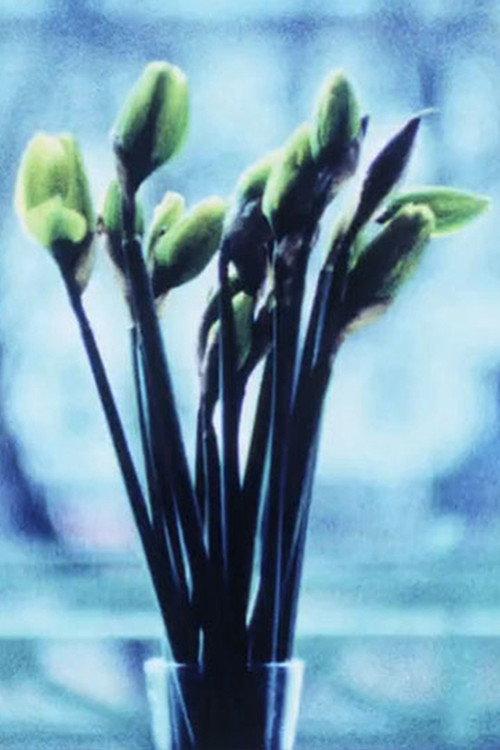 Narcissi backdrop