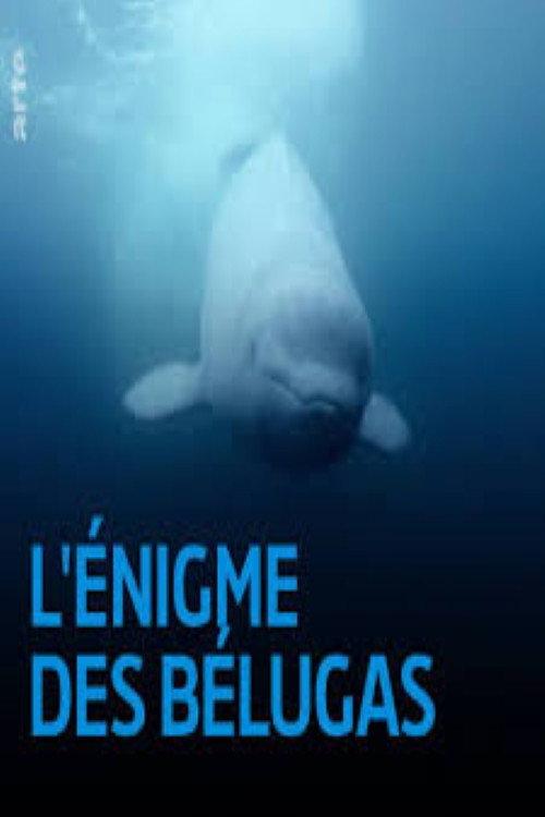 The Mystery of the Belugas backdrop