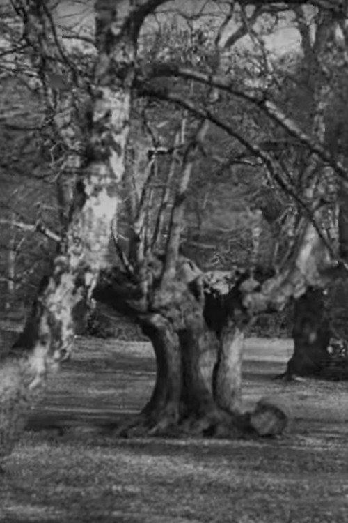 Burnham Beeches backdrop