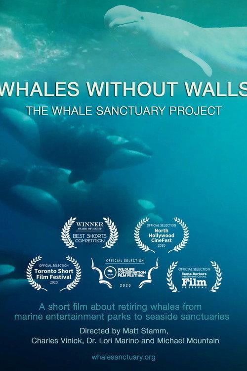 Whales Without Walls backdrop