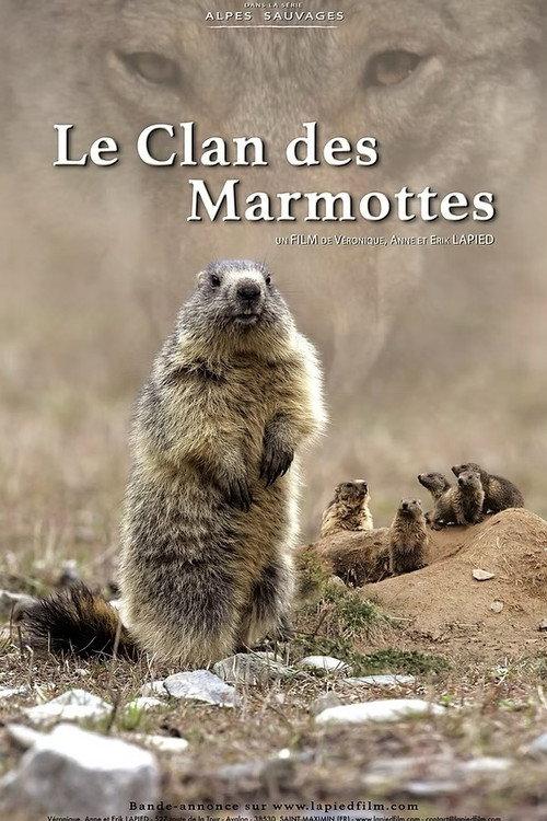 A Marmot's Life backdrop