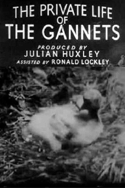 The Private Life of the Gannets backdrop