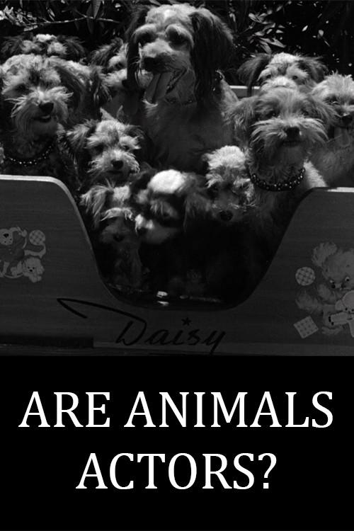 Are Animals Actors? backdrop