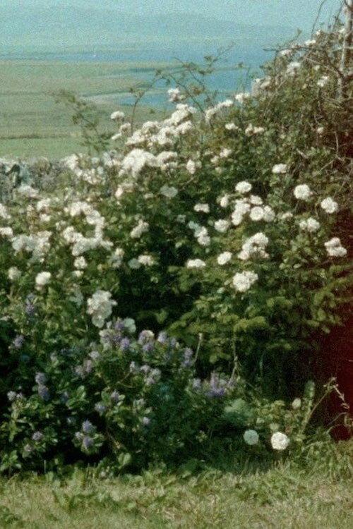 Glimpses from a Visit to Orkney in Summer 1995 backdrop