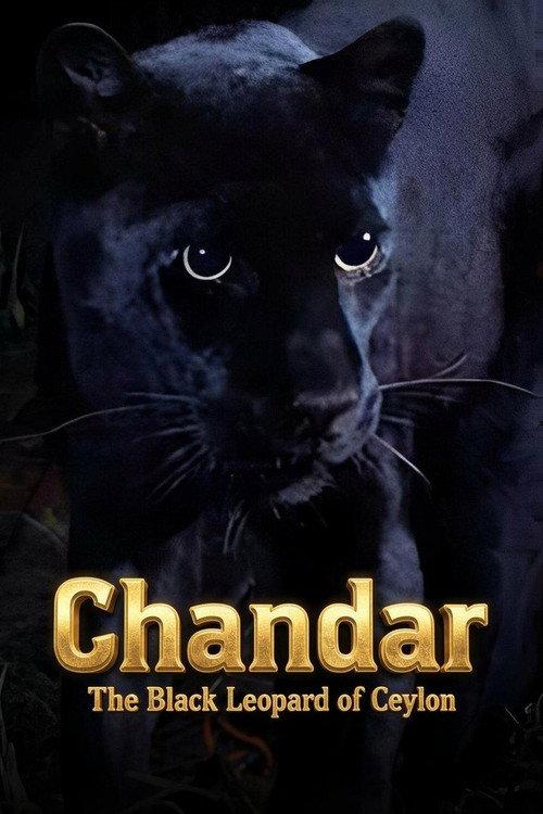Chandar, the Black Leopard of Ceylon backdrop
